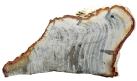 Wood petrified Madagascar L375 W200 H25mm