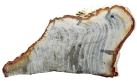 Wood petrified Madagascar L375*W200*H25mm