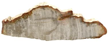 Wood petrified Madagascar L295*W105*H25mm