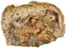 Wood petrified Madagascar L210 W150 H17mm